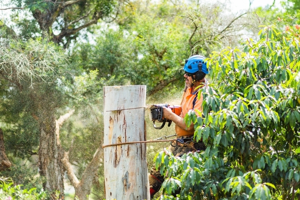 Image of Skilled workman using a chainsaw to fell a gum tree - chopping ...