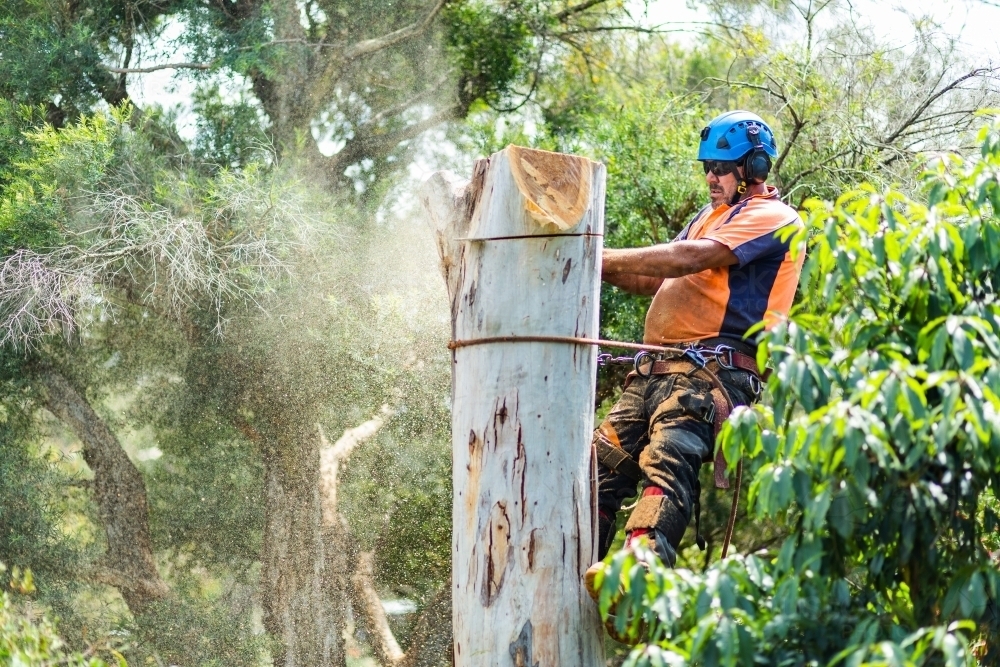 Image of Skilled workman using a chainsaw to fell a gum tree - chopping ...