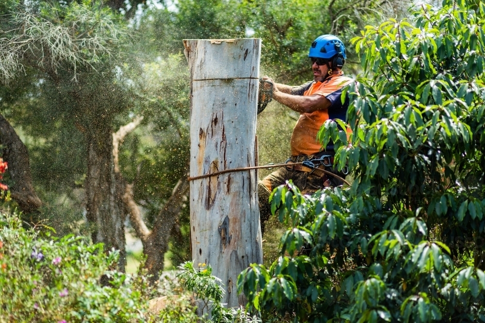 Skilled workman using a chainsaw to fell a gum tree - chopping down the trunk - Australian Stock Image