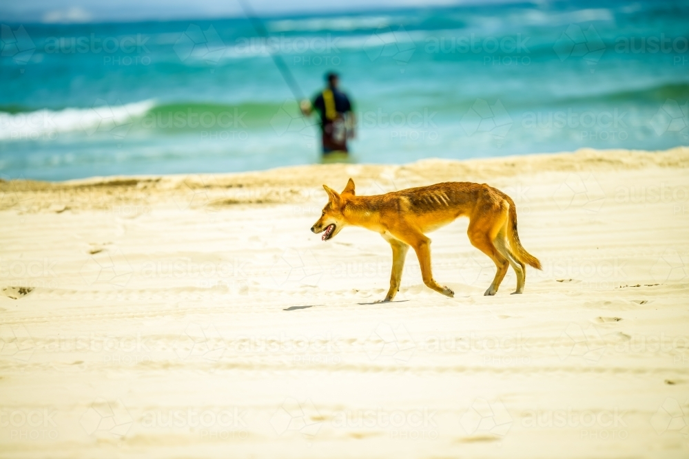 skinny hungry dingo walking on the sandy beach in sunlight - Australian Stock Image