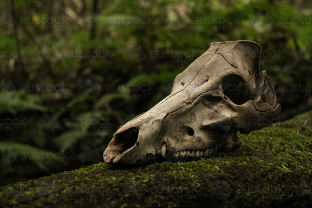 Skull on moss - Australian Stock Image