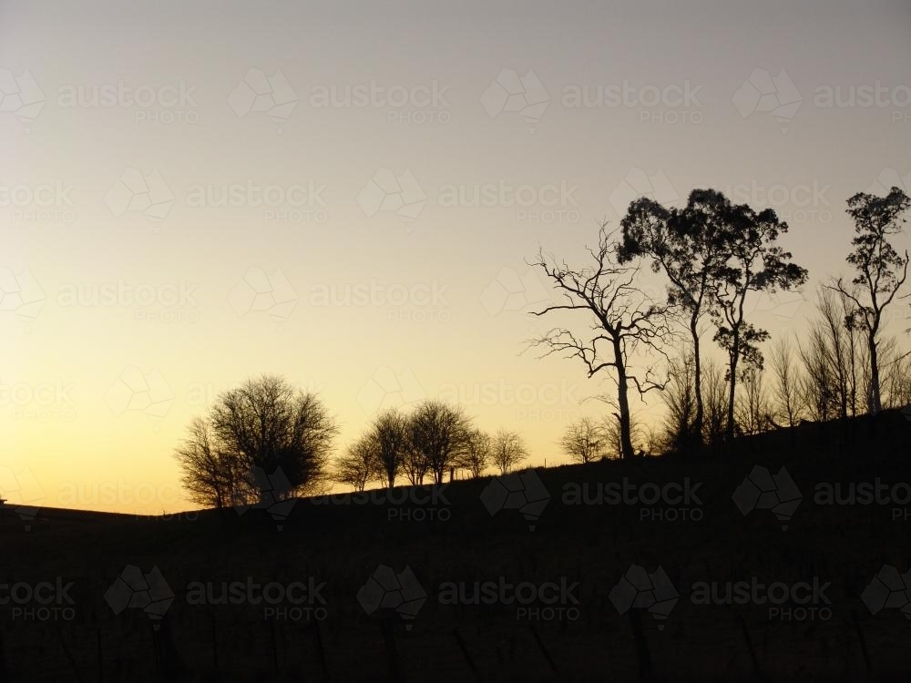 Skyline of silhouetted trees on a hilltop - Australian Stock Image