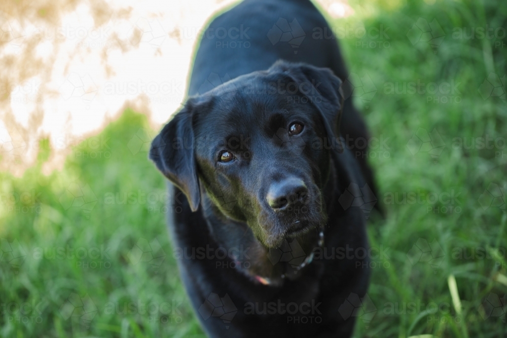 Sleek black labrador standing on lawn looking up - Australian Stock Image