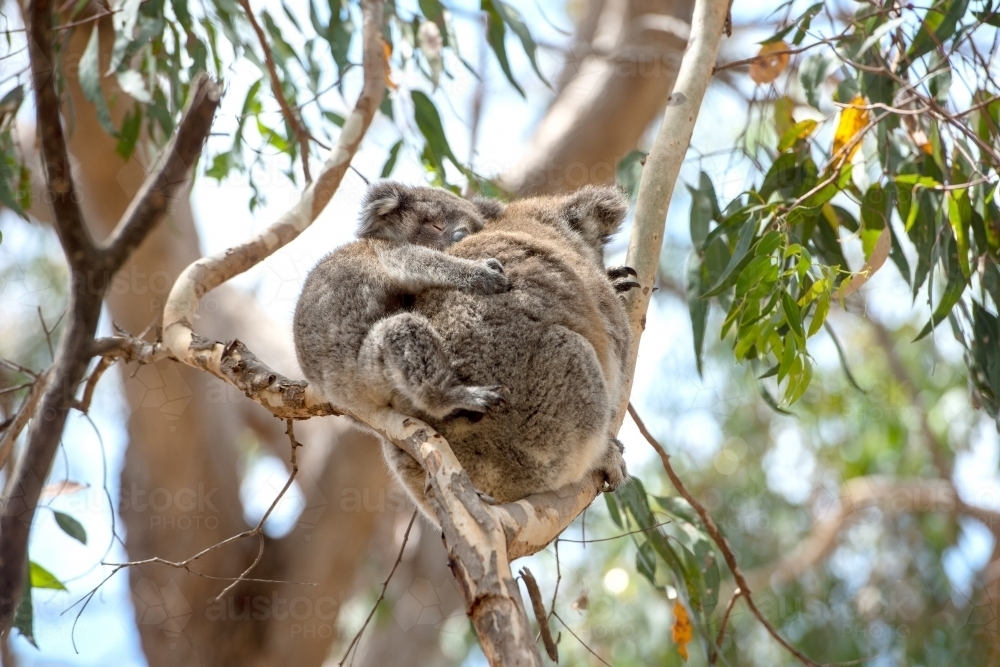 sleeping baby koala clinging to mother in native bush - Australian Stock Image