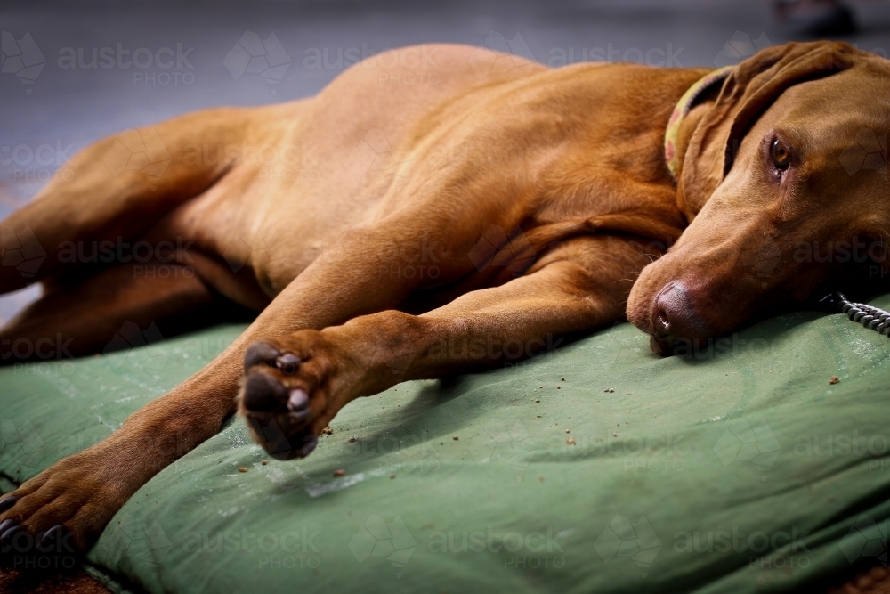 Sleeping Dog - Australian Stock Image
