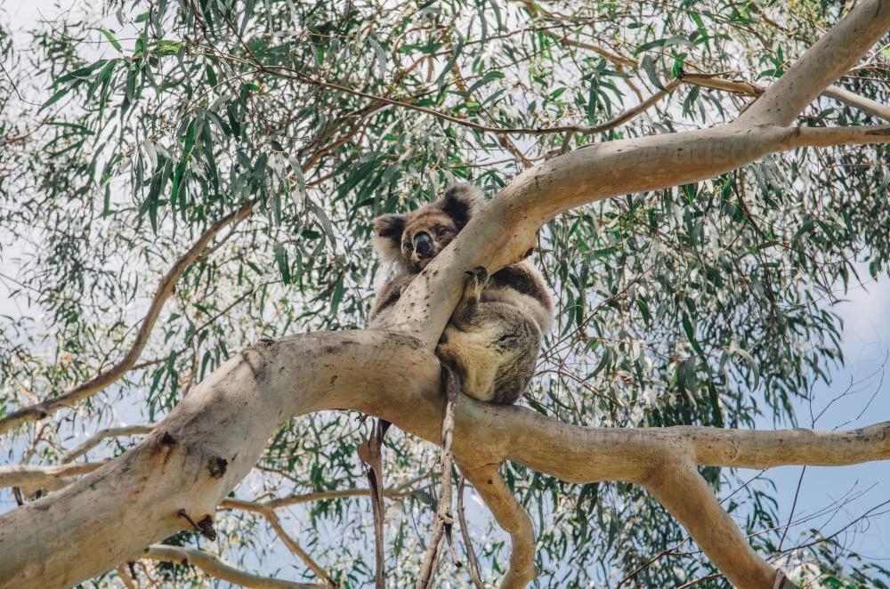 Sleeping koala in a gumtree - Australian Stock Image