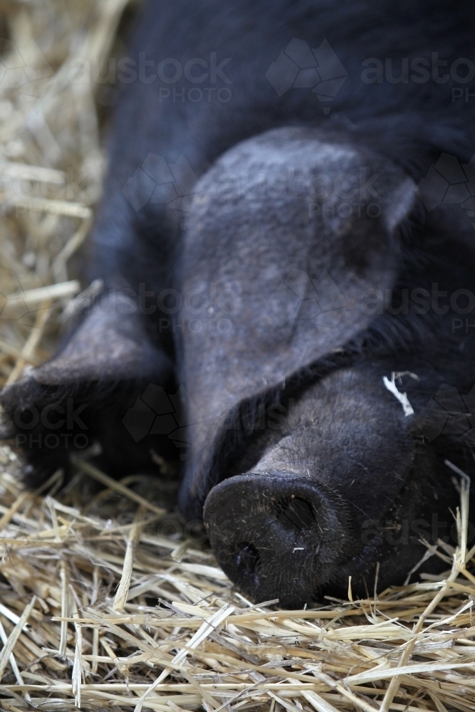 Sleeping pig - Australian Stock Image