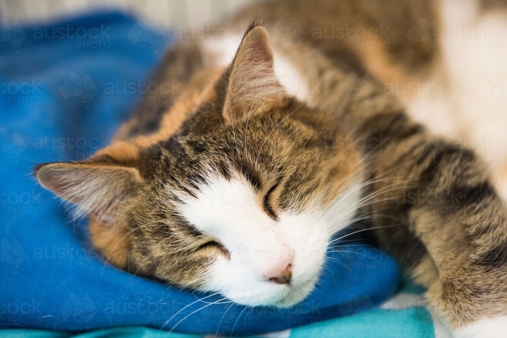 Sleeping tabby cat with it's face close to camera. - Australian Stock Image