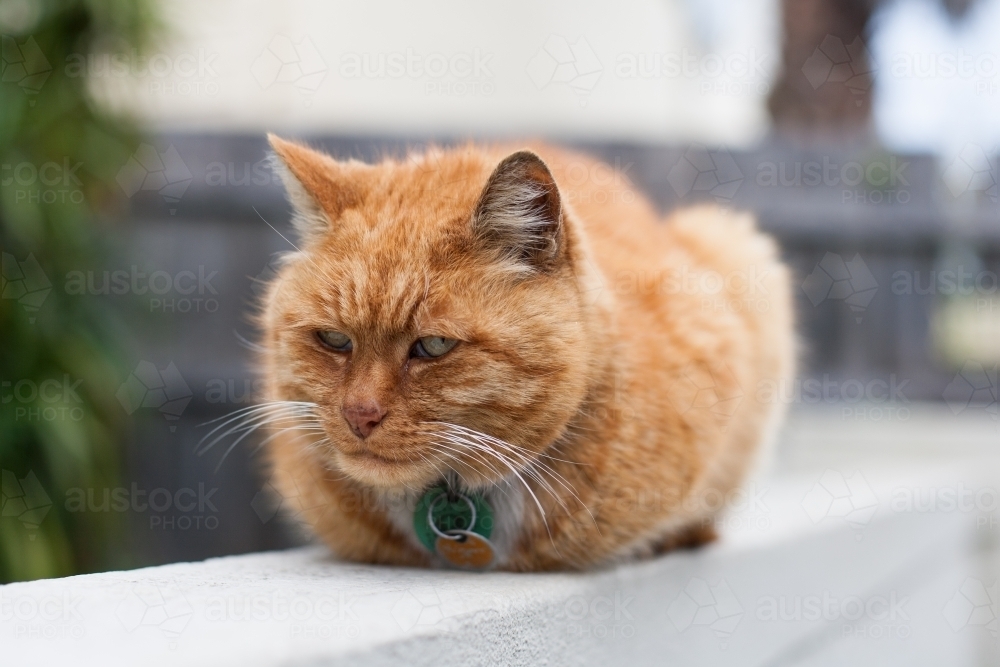 Sleepy cat on a front wall in the suburbs - Australian Stock Image