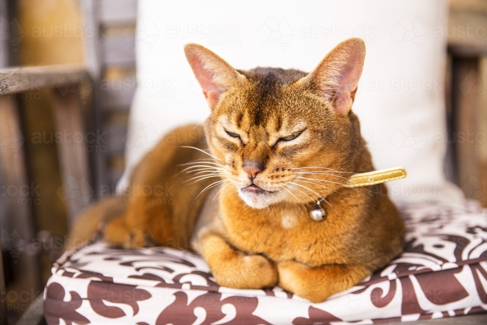 Sleepy ginger cat on chair - Australian Stock Image