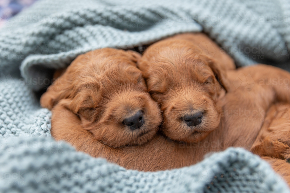 sleepy Groodle puppies wrapped in a green blanket - Australian Stock Image