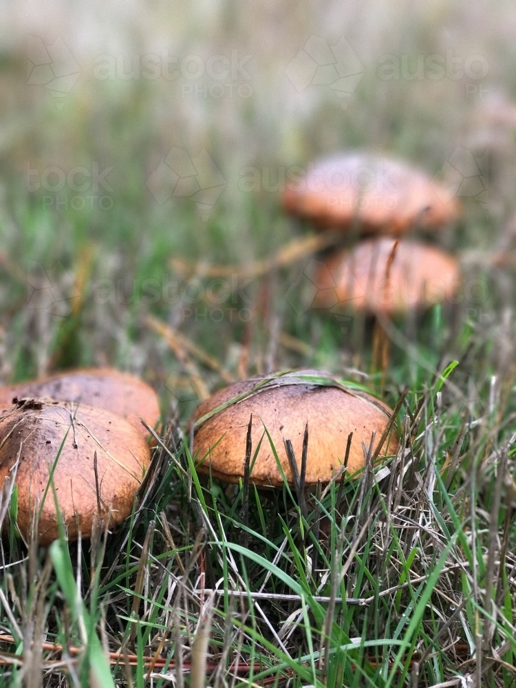 Image of Slippery Jacks Mushrooms Austockphoto