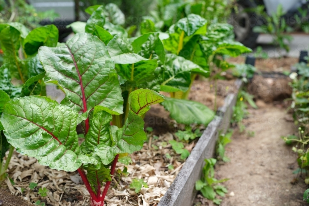 Small backyard garden patch - Australian Stock Image