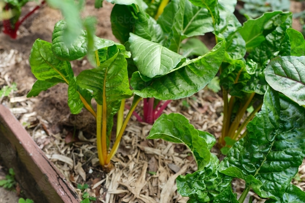 Image of Small backyard garden patch Austockphoto