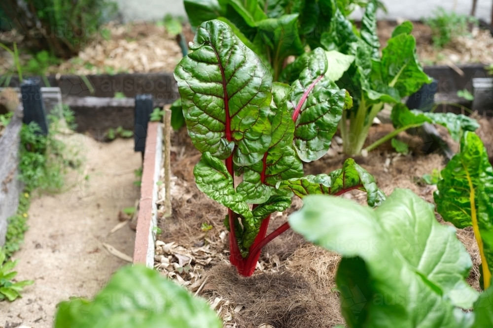 Image of Small backyard garden patch with red swiss chard - Austockphoto