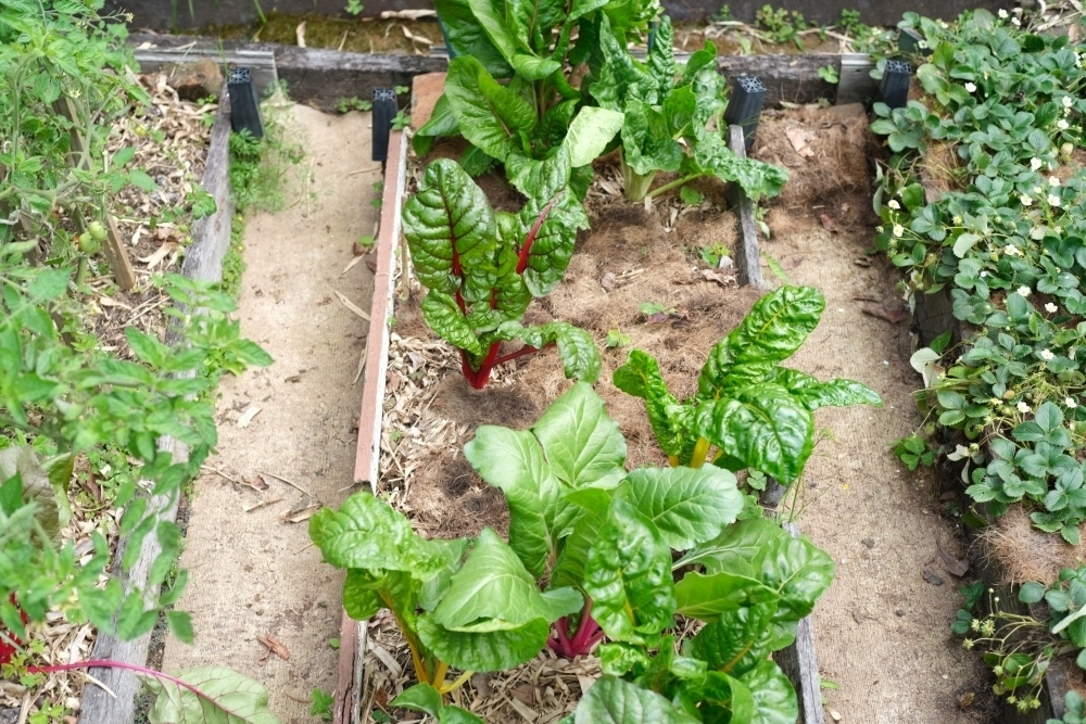 Small backyard garden patch - Australian Stock Image