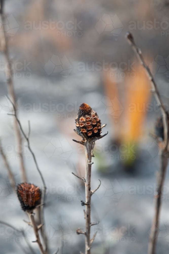 small banksia plant with seedpods in burnt out bush are after a fire - Australian Stock Image