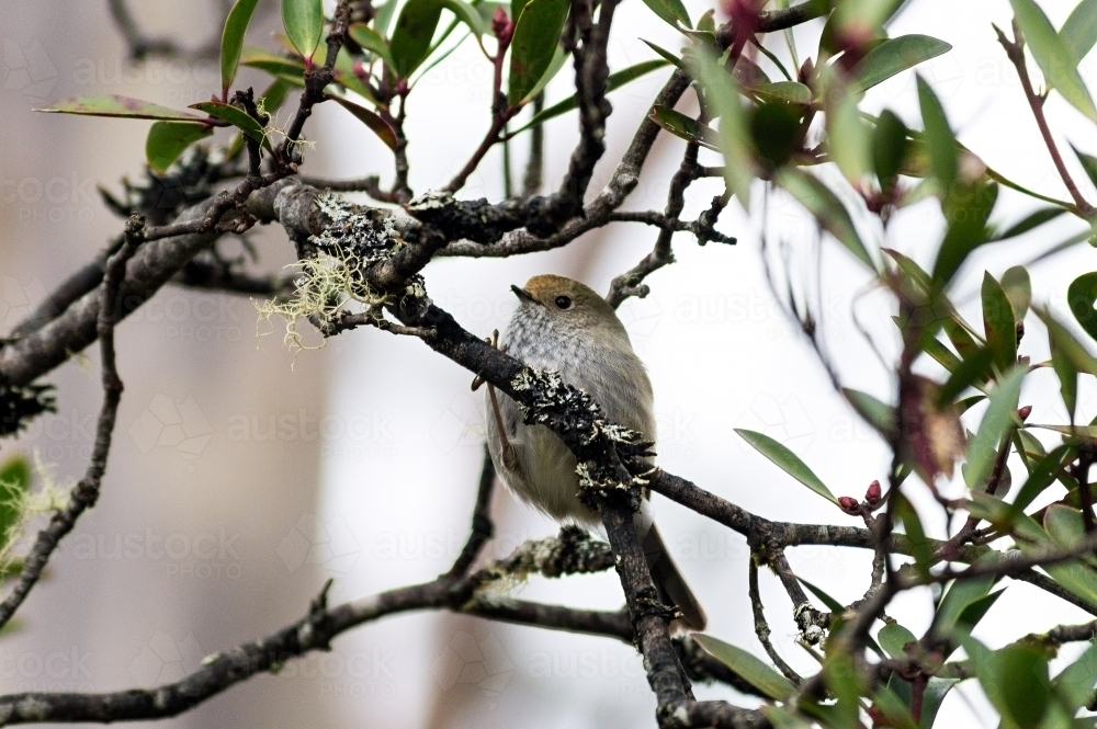 Small bird in a tree - Australian Stock Image