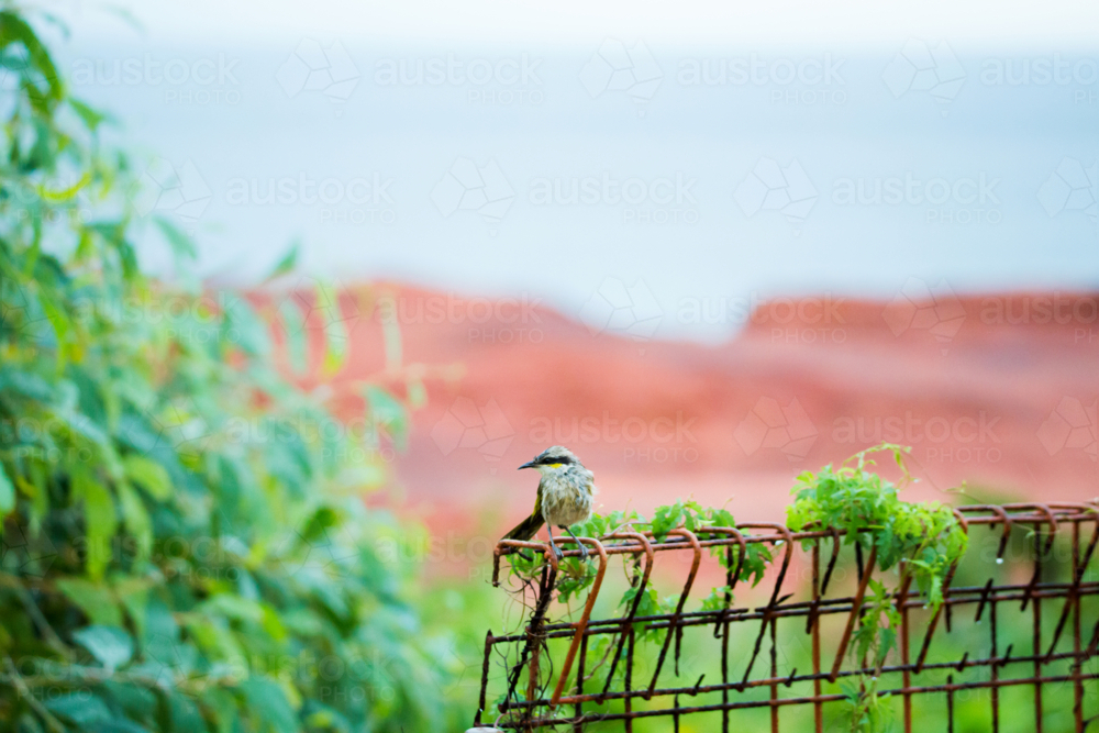 Small bird perched on a rust-coloured fence - Australian Stock Image