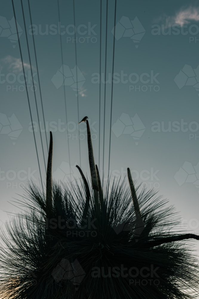 Small bird sitting at top of flower spike protruding from Australian Native Grass Tree - Australian Stock Image