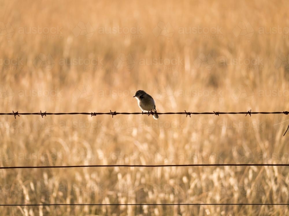 Small bird sitting on a barbed wire fence with golden coloured grass behind - Australian Stock Image