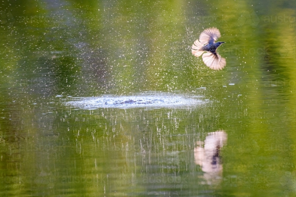 Small bird splashing and flying over a green reflection in the water. - Australian Stock Image