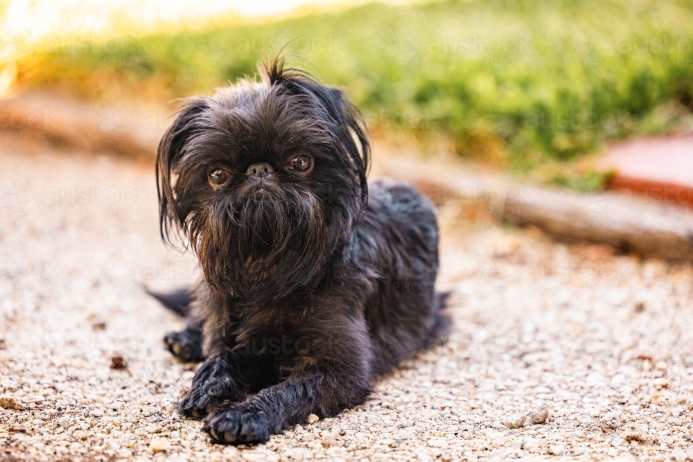 Small black Brussels Griffon breed dog relaxing on gravel driveway - Australian Stock Image