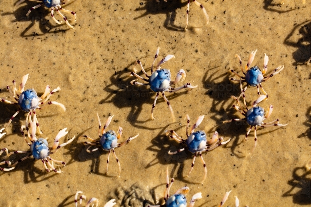 Light-blue soldier crabs on the wet sand - Australian Stock Image