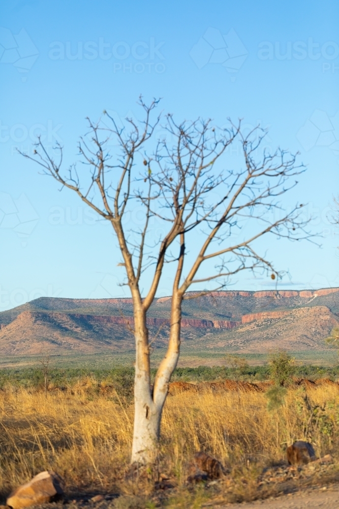 small boab tree with no leaves in the dry season in East Kimberley - Australian Stock Image