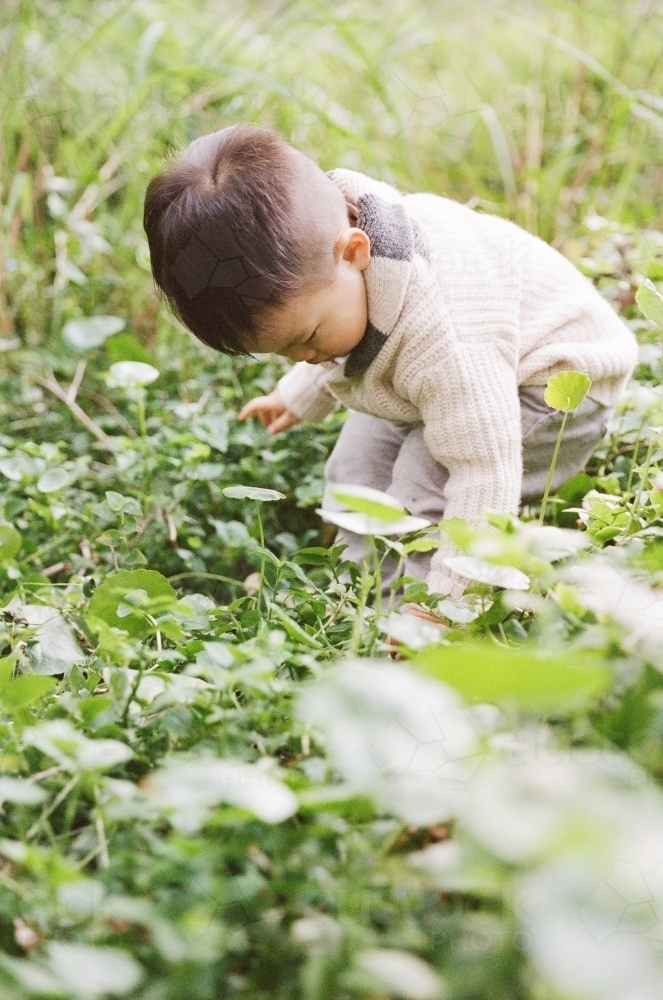 Small boy in field of grass and leaves - Australian Stock Image