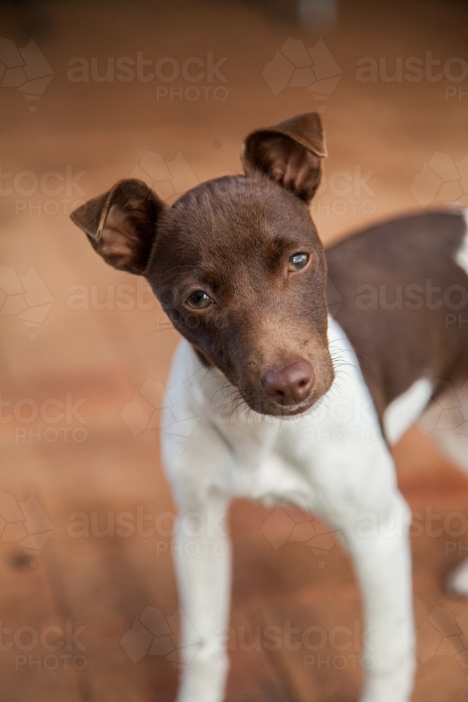 Small brown and white dog looking up at camera - Australian Stock Image