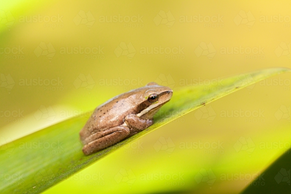 Small brown frog close up on leaf in garden with copy space - Australian Stock Image