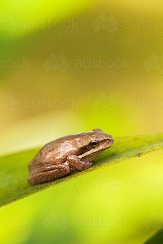 Small brown frog close up on leaf in garden with copy space - Australian Stock Image