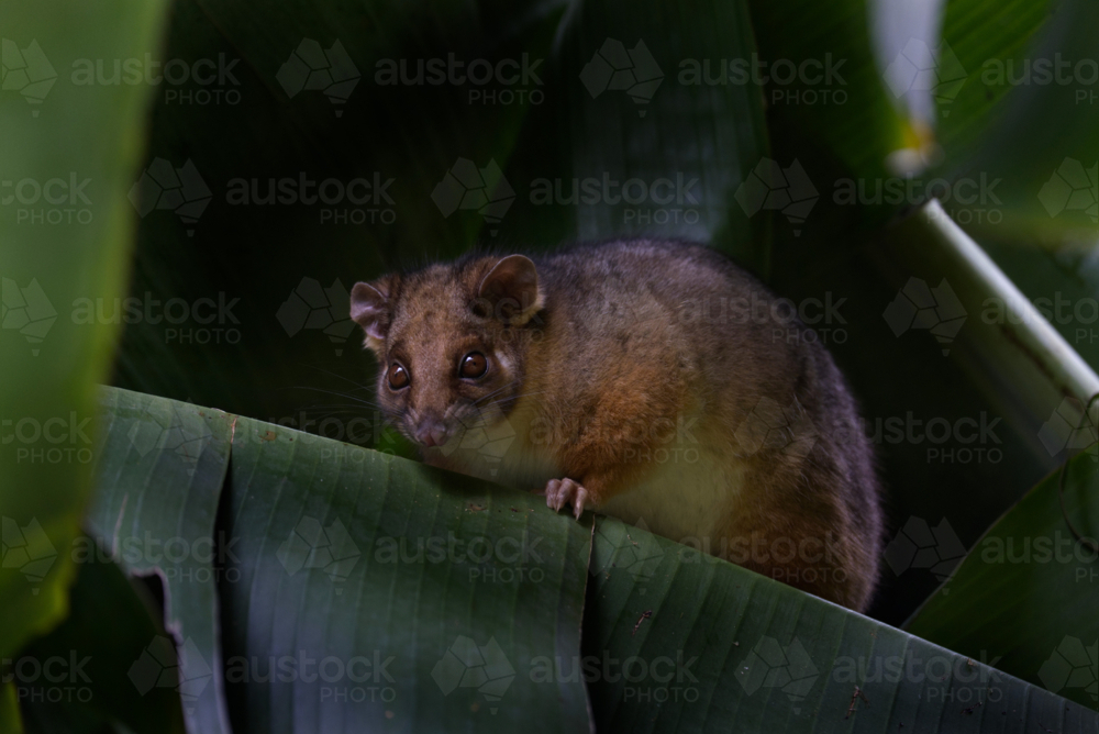 Small brown possum hiding in banana leaves - Australian Stock Image