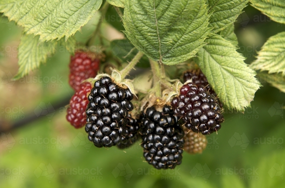 Small bunch of blackberries on a plant - Australian Stock Image