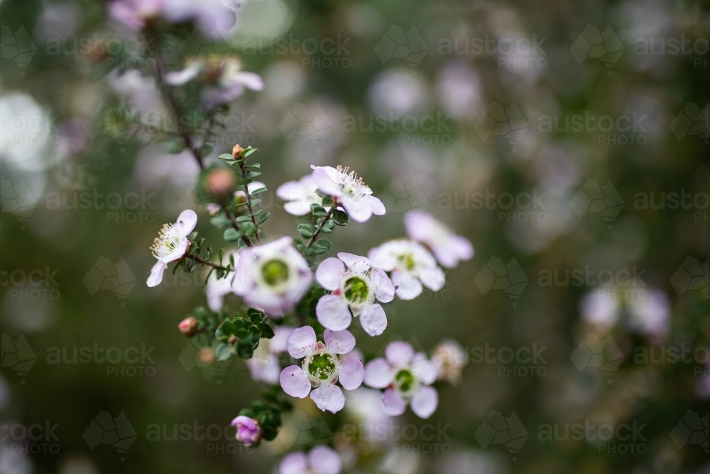 Small Chamelaucium uncinatum flowers of Geraldton wax plant - Australian Stock Image