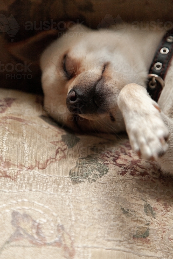 Small chihuahua dog asleep on the lounge inside - Australian Stock Image