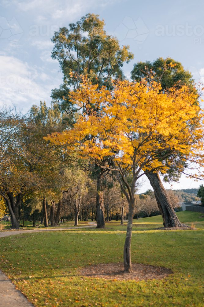 Image of Small deciduous tree in the park with leaves turning yellow in ...
