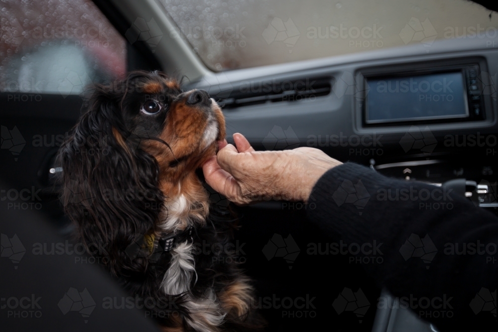 Small dog being petted in front seat of a car - Australian Stock Image