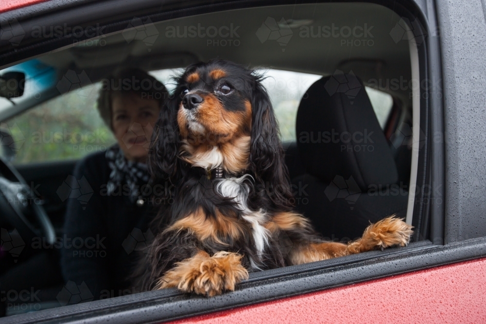 Small dog looking out open car window - Australian Stock Image