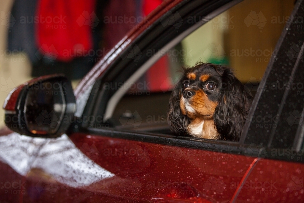 Small dog looking out open car window - Australian Stock Image