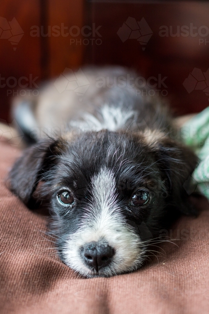 Small dog lying down on a brown fabric - Australian Stock Image