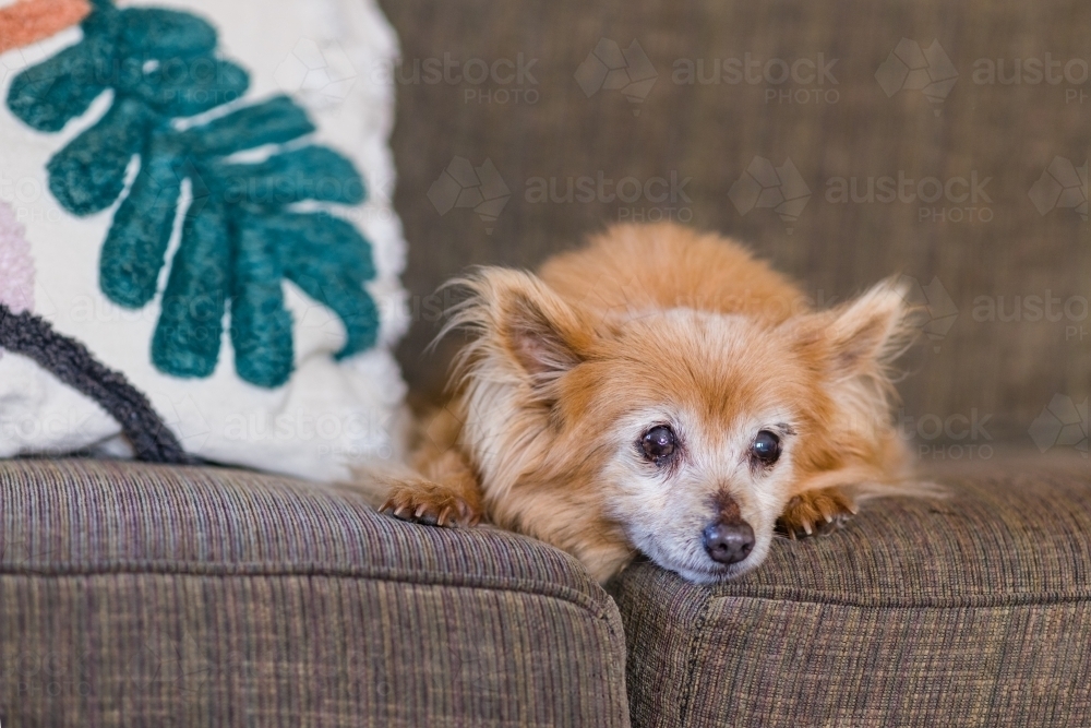 Image of small dog on sofa Austockphoto