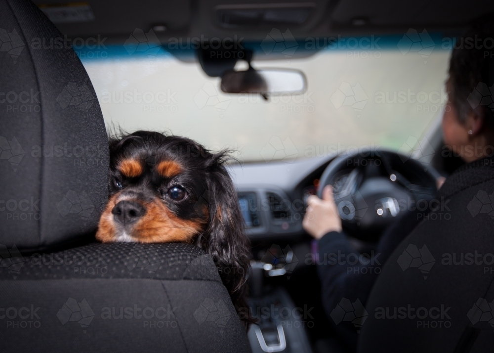 Small dog resting it's head on front seat of car - Australian Stock Image