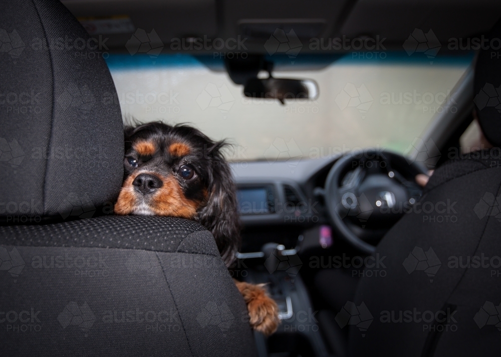 Small dog resting it's head on top of front seat. - Australian Stock Image