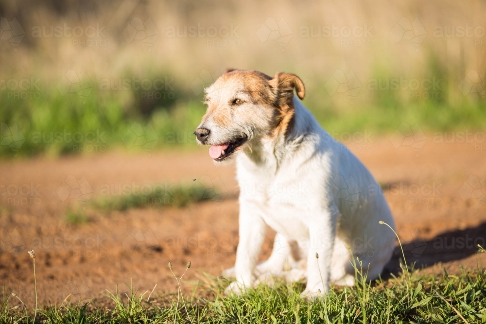 Small dog sitting on dirt path looking into sun - Australian Stock Image
