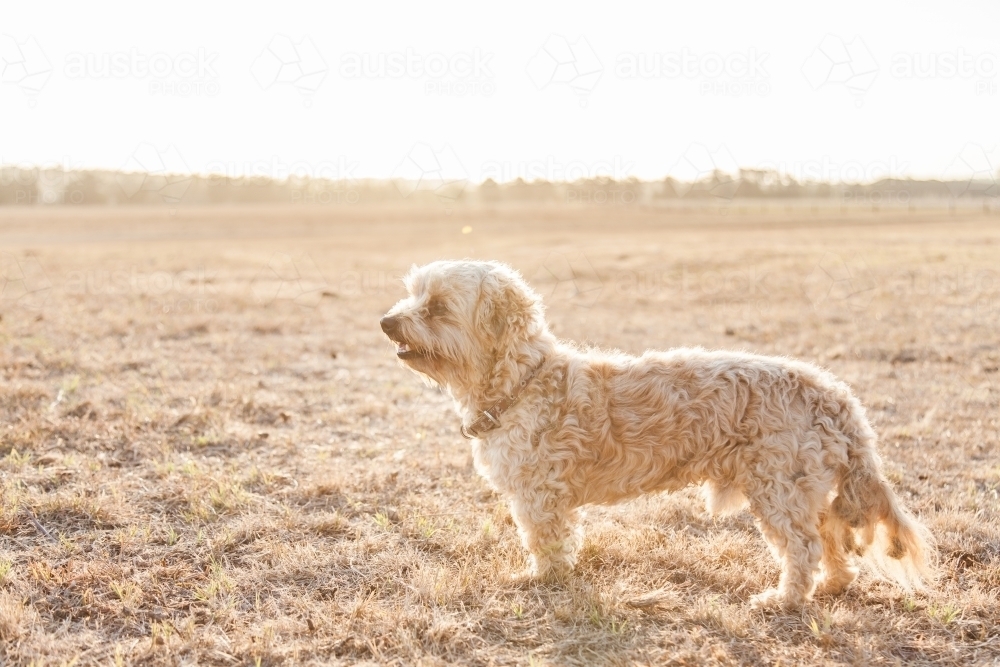 Small dog standing in golden light of dry paddock at sunset - Australian Stock Image