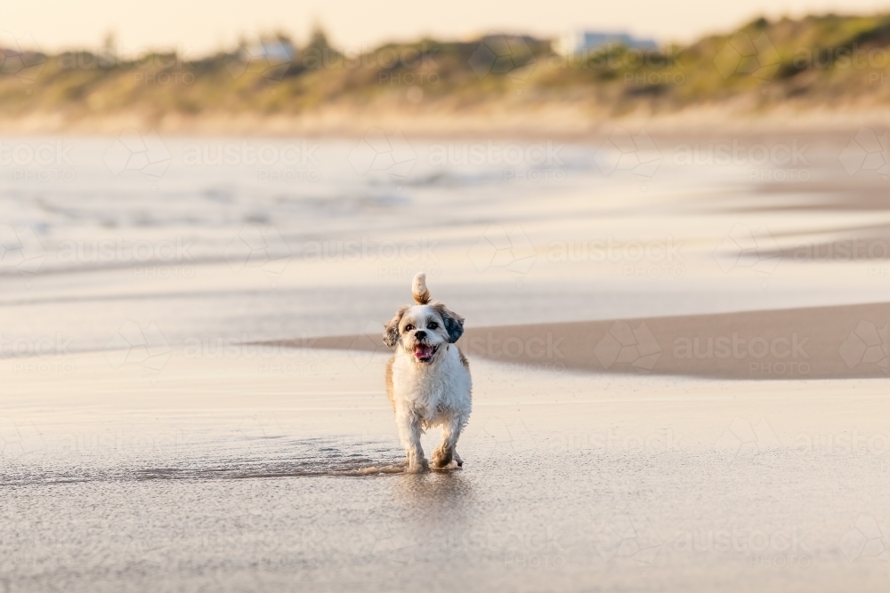 Small dog walking on beach at sunset - Australian Stock Image