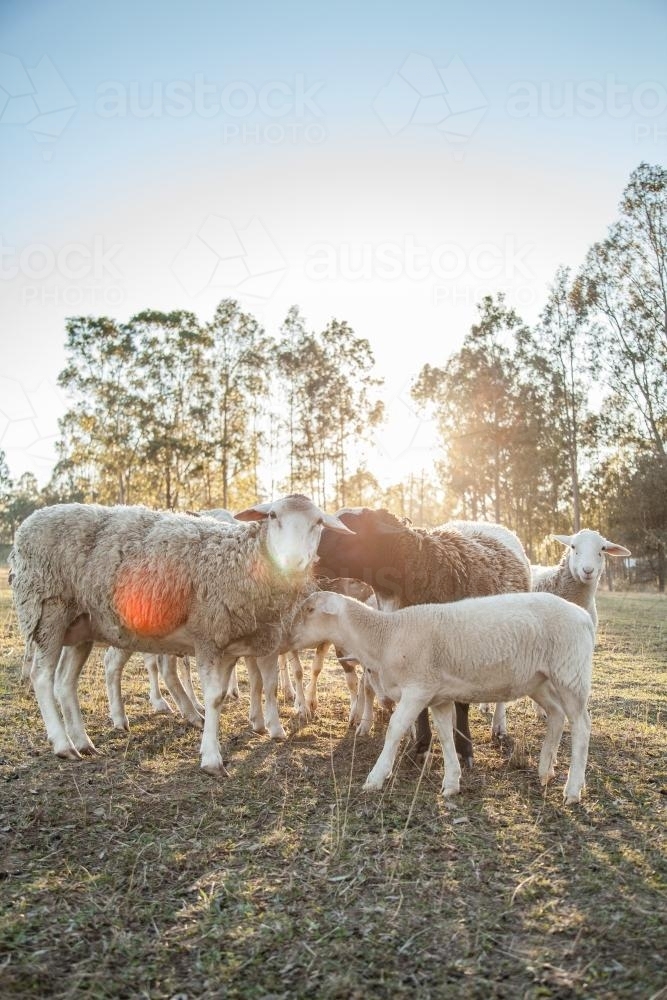 Small flock of sheep eating hay on a sunlit winter morning - Australian Stock Image