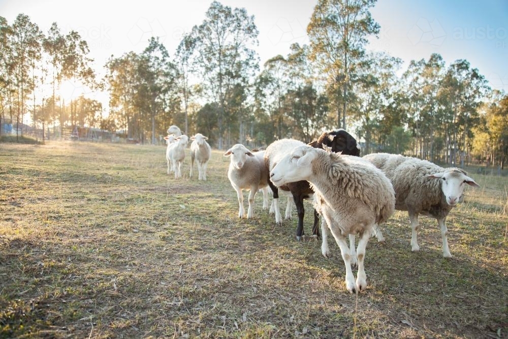 Small flock of sheep in a paddock on a cold sunlit morning - Australian Stock Image
